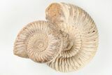 Two Polished Jurassic Ammonites (Perisphinctes) - Madagascar #203890-1
